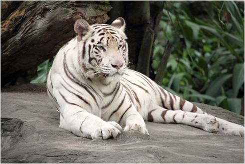 The White Tiger summary in Hindi 