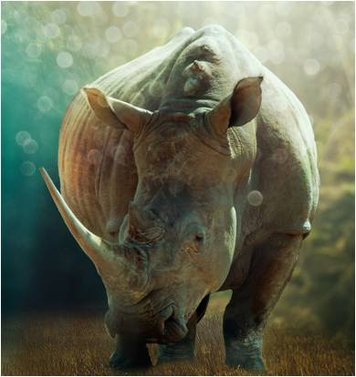 Rhinoceros summary in Hindi