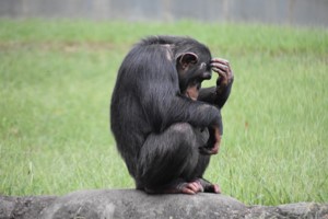 The Third Chimpanzee summary In Hindi